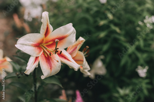 .Beautiful Lily flower on green leaves background. Lilium longiflorum flowers in the garden. Background texture plant fire lily with orange buds