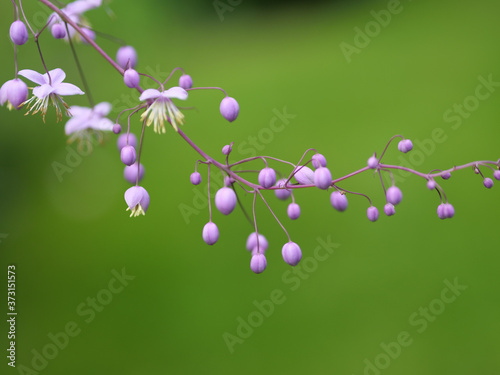 Selective focus macro closeup shot a flowering plant called meadow-rue photo