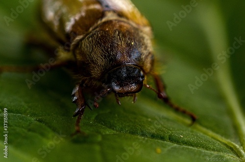 macro of a bug © Zdenek