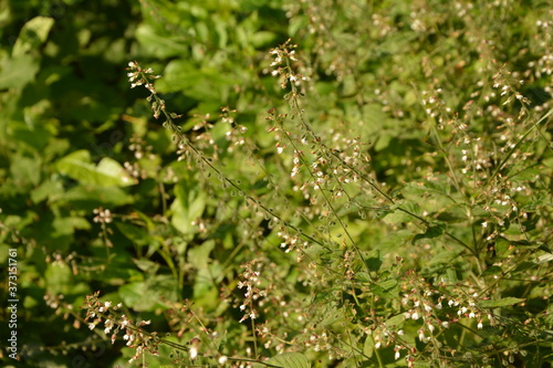 Circaea lutetiana - wild plant. Plant blooming in summer. photo