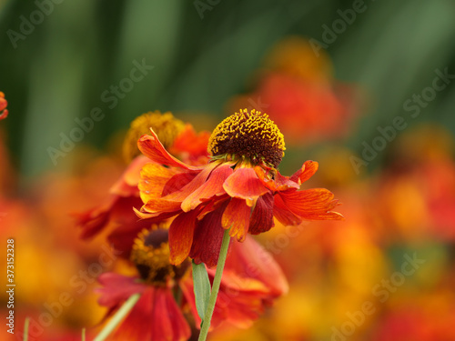 Macro shot of a beautiful helenium flower in a field photo