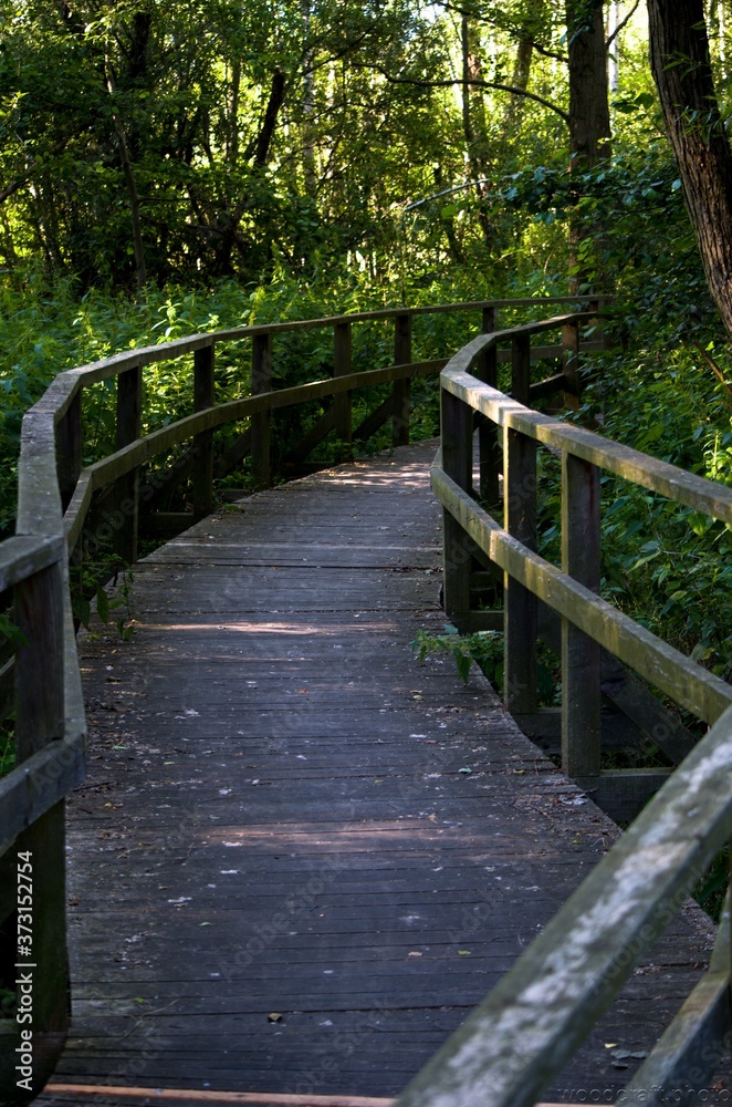 wooden bridge in the forest