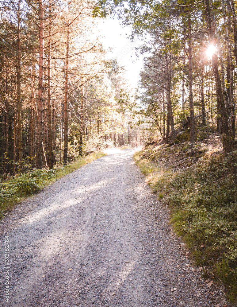 Hiking track in the middle of forest urrounded by color ful orange autumn leaves in gothenburg sweden Hiking track in the middle of forest urrounded by color ful orange autumn leaves in gothenburg sweden