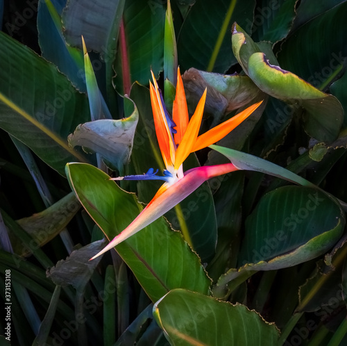 brightly colored bird of paradise flower against a high contrast green leaf background