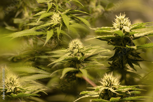 Macro shot of a CBD cannabis indica flowers