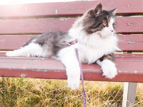 Nowegian forest cat on a red bench curiously observeíng surroundings while sun is setting in the background photo