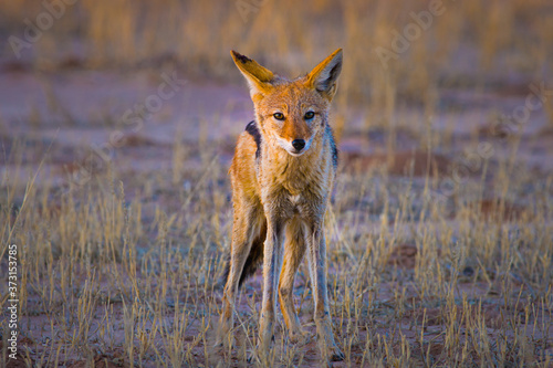 Black-backed Jackal standing on savanna in setting sun