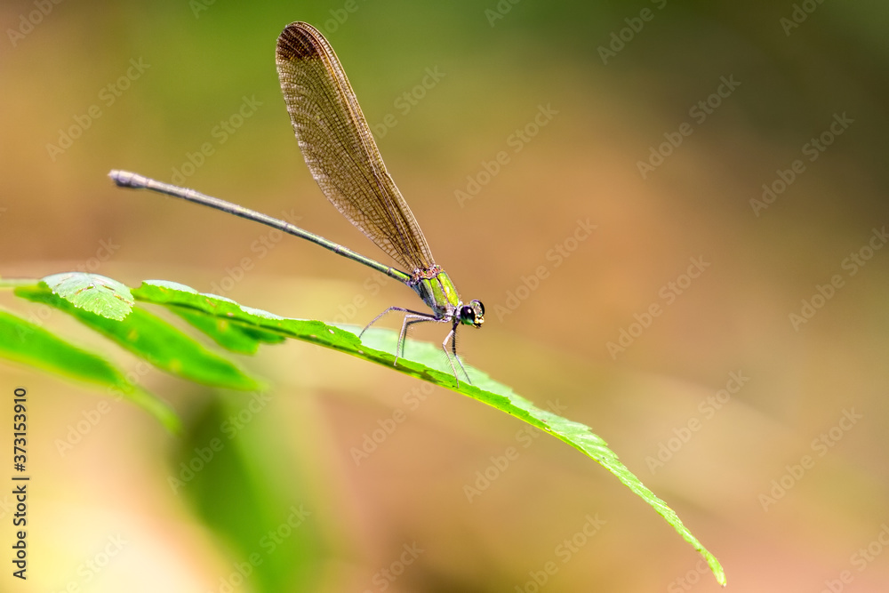 A close shot of a damselfly perched on a leaf near the reserved forest in Kodanad, Kerala, India A close shot of a damselfly perched on a leaf near the reserved forest in Kodanad, Kerala, India
