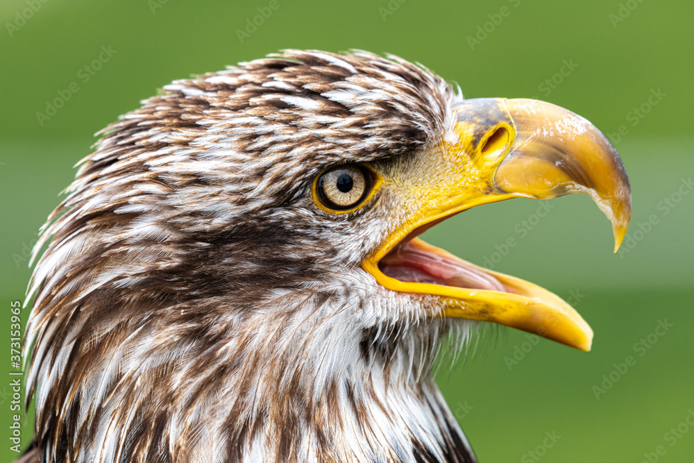 Portrait of Young Bald Eagle (Haliaeetus leucocephalus)