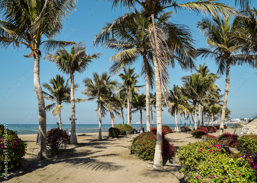 Obraz premium Flowers and palm trees on Qurum Beach, in Muscat, the capital of Oman, on a sunny day.