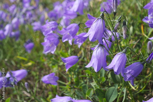 bellflowers, blue color, growing on a meadow of the Ukrainian Carpathians mountains
