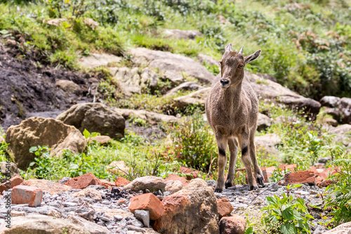 A close shot of a Nilgiri Tahr at Rajamalai hills in Eravikulam National Park near Munnar  Kerala  India