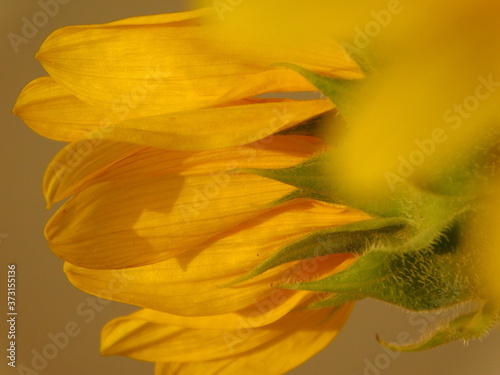 yellow sunflower on warm background
