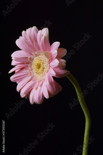 Beautiful pink gerbera daisy flower - Barberton daisy  Transvaal daisy  Gerbera jamesonii   
