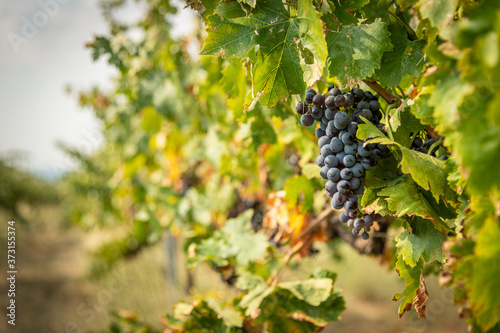 Vineyard Background photo