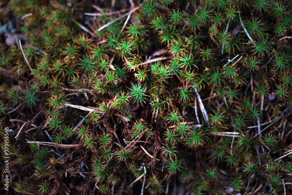 Green forest moss growing on rocks among the roots Green forest moss growing on rocks among the roots