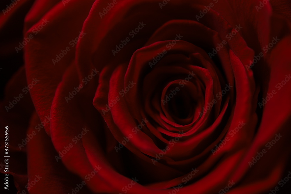 Dark red roses macro photo Dark red roses macro photo
