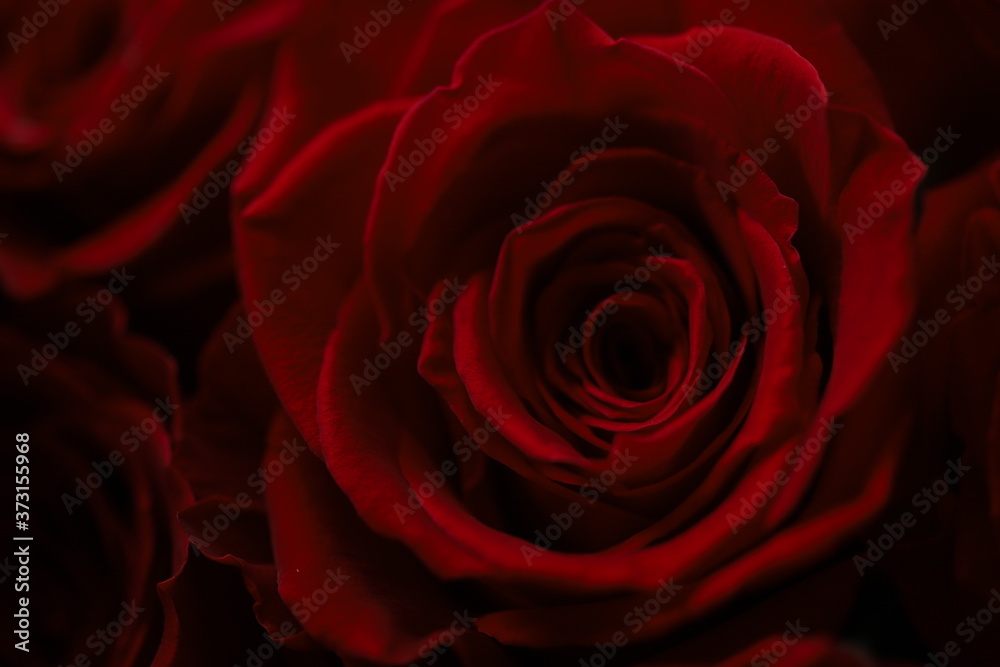 Dark red roses macro photo Dark red roses macro photo
