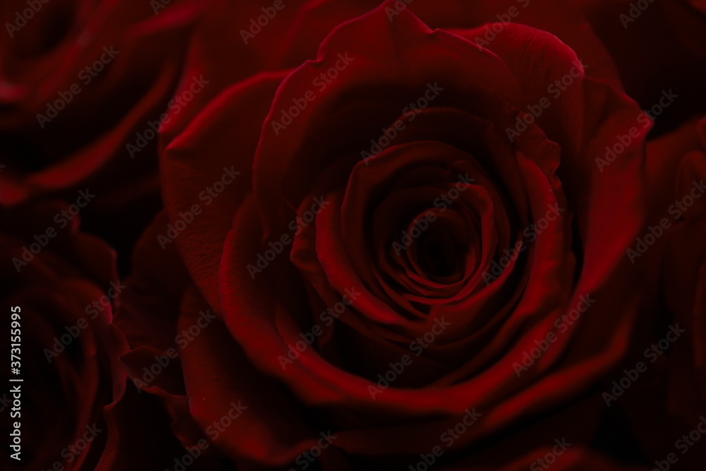Naklejka premium Dark red roses macro photo