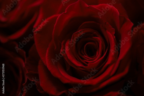 Dark red roses macro photo