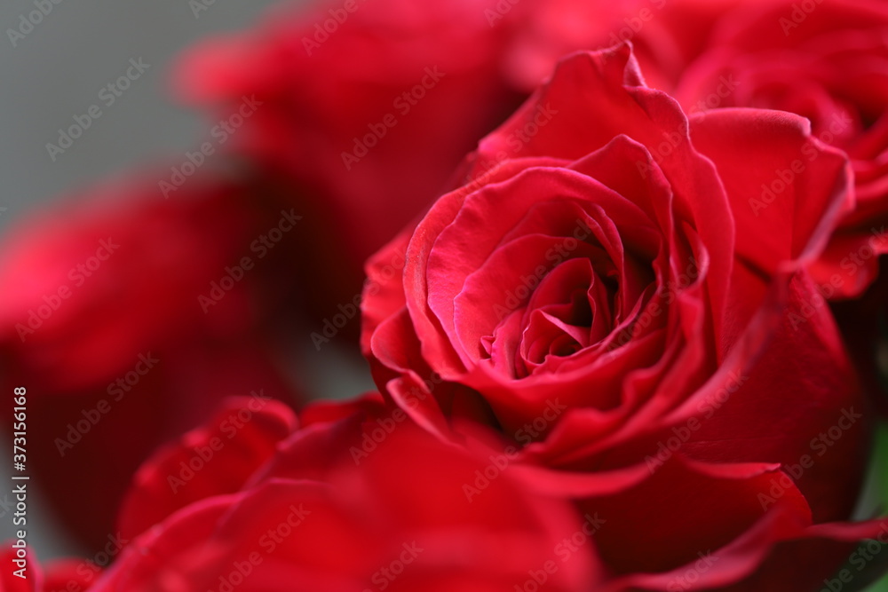 Bright red roses on gray and green background Bright red roses on gray and green background
