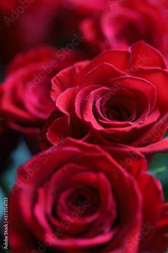 Bright red roses on gray and green background