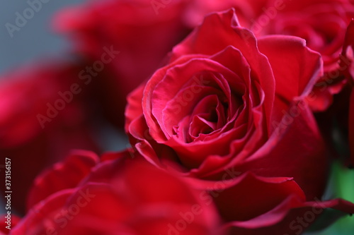 Bright red roses on gray and green background