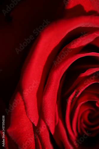 Macro photo of dark red roses