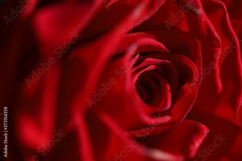 Macro photo of dark red roses