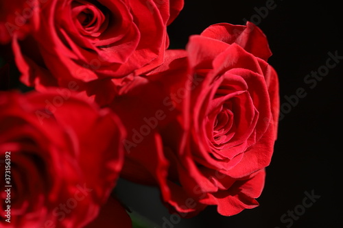 Bright red roses on a black background macro photo