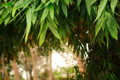 Bamboo leaves in the garden in the garden Leave some empty space.