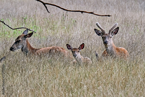 Fototapeta Naklejka Na Ścianę i Meble -  Rothirsche ( Cervus elaphus )