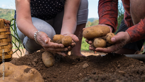 Caucasian man and woman hands holding potatoes with soil.