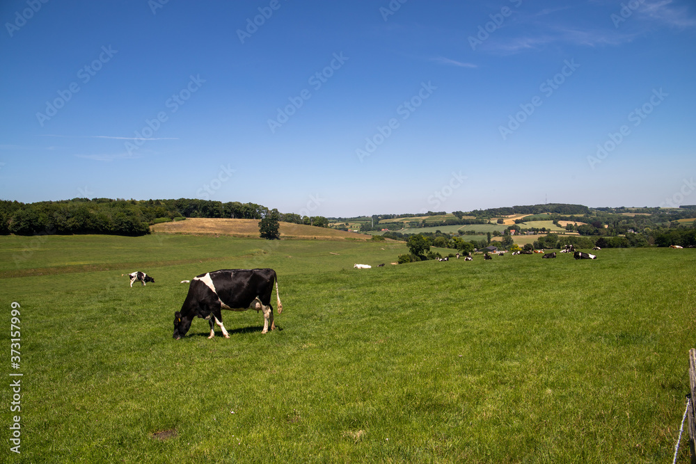 cows on a meadow cows on a meadow