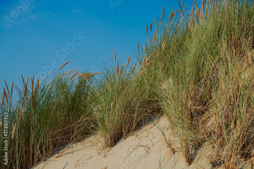 green marram grass in a dune of Camperduin, Netherlands