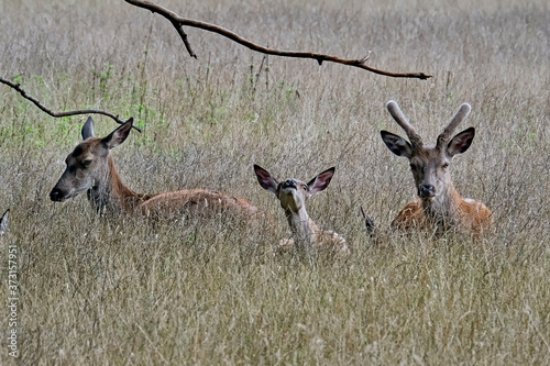 Fototapeta Naklejka Na Ścianę i Meble -  Rothirsche ( Cervus elaphus )