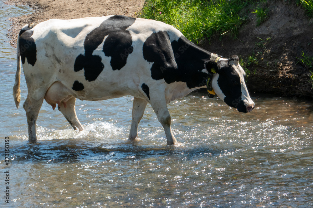cow in the water splashing during a heat wave