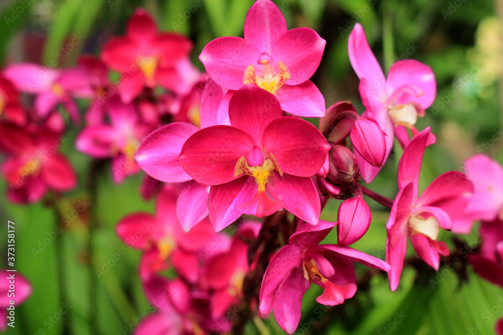 Spathoglottis Purple pink soil orchids. Spathoglottis Purple pink soil orchids.