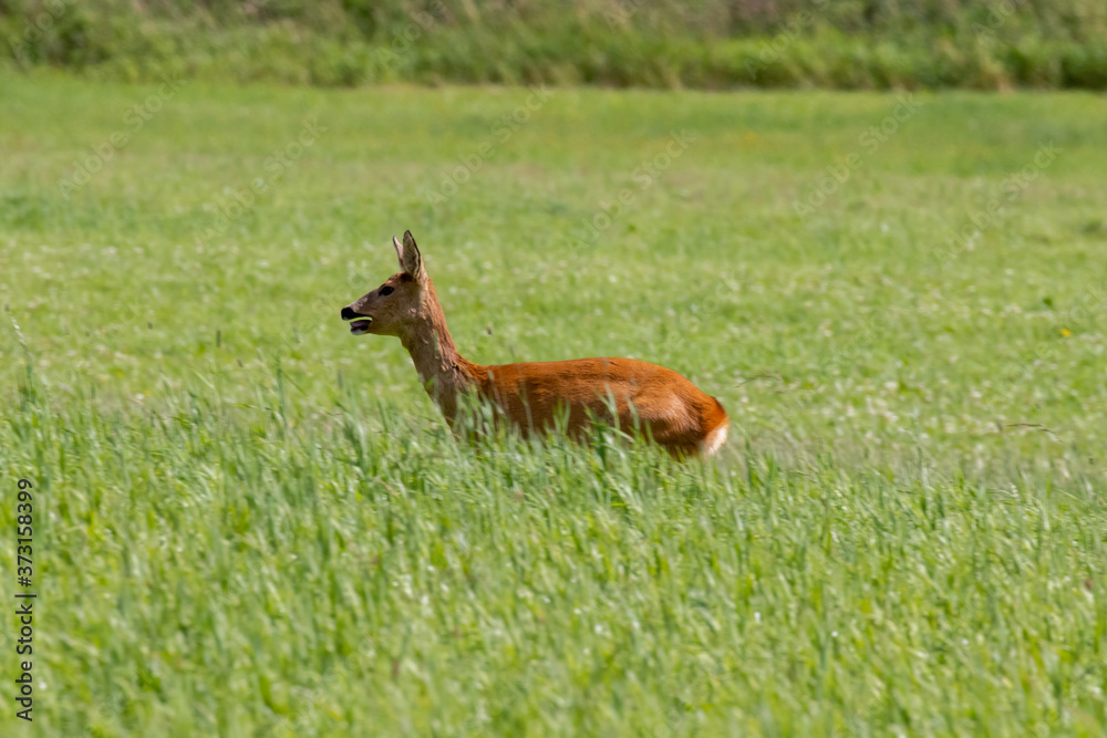 Deer in a field Deer in a field