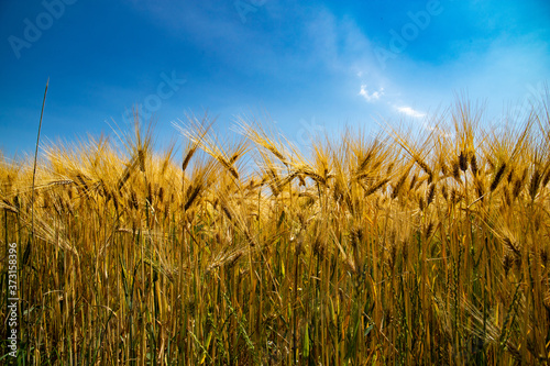 golden wheat field and sky