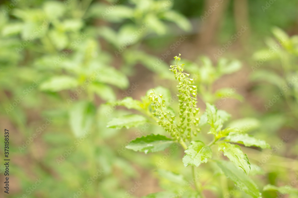 Ocimum tenuiflorum is both a food and a sensitive focus herb. Ocimum tenuiflorum is both a food and a sensitive focus herb.
