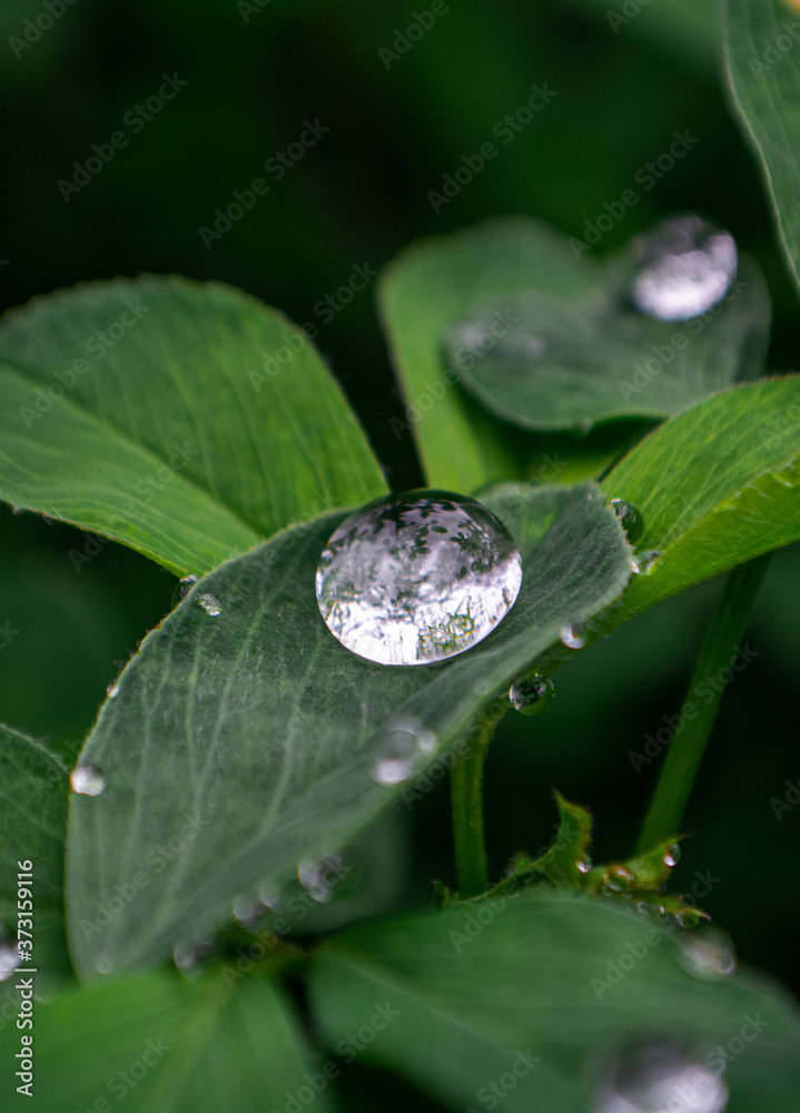 water drops on a green leaf