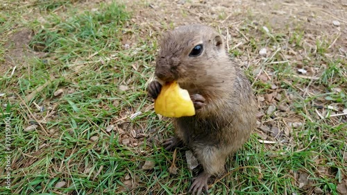 Ground Squirell Eating Apple