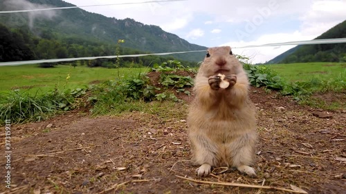 Ground Squirell Eating a Pumpkin Seed