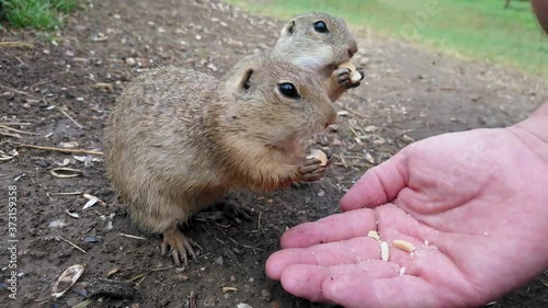 Ground Squirells eating from hand
