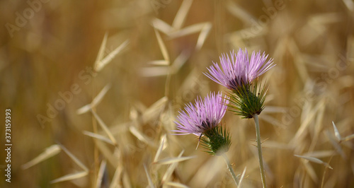 Isolated flowers of thistle among the dry grass