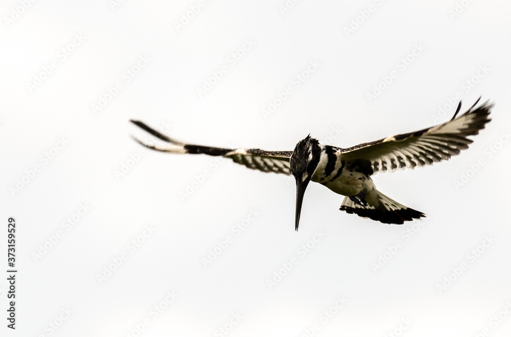 Fototapeta premium a pied-kingfisher hovering