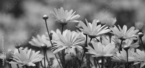 Group of beautiful daisies in full splendor, black and white mode