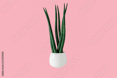 decorative sansevieria in white pot isolated on pink background