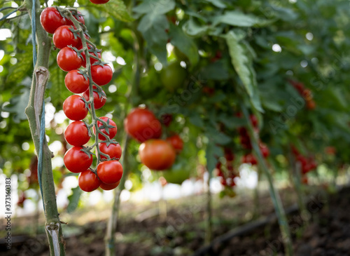 Beautiful red ripe cherry tomatoes